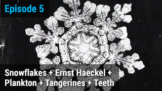 Snowflakes + Ernst Haeckel + Plankton + Tangerines + Teeth